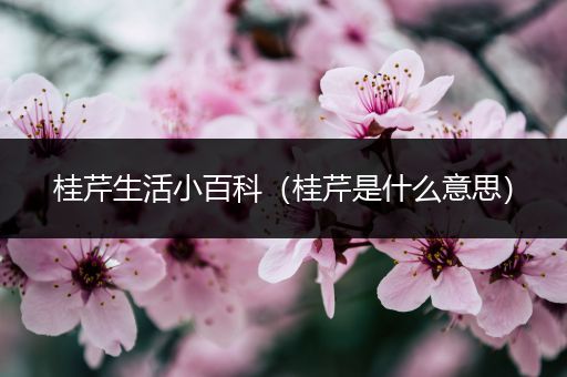 桂芹生活小百科（桂芹是什么意思）