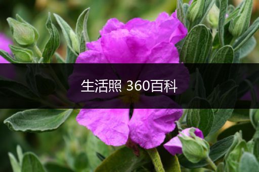 生活照 360百科