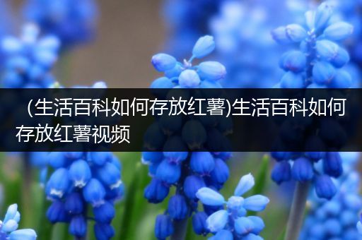 （生活百科如何存放红薯)生活百科如何存放红薯视频