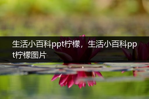 生活小百科ppt柠檬，生活小百科ppt柠檬图片