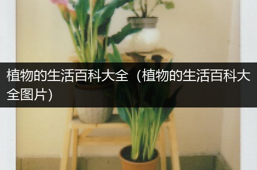 植物的生活百科大全（植物的生活百科大全图片）