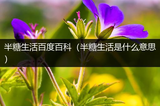 半糖生活百度百科（半糖生活是什么意思）