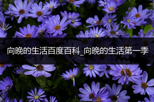 向晚的生活百度百科_向晚的生活第一季