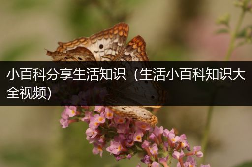 小百科分享生活知识（生活小百科知识大全视频）