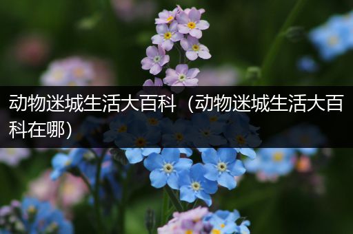 动物迷城生活大百科（动物迷城生活大百科在哪）