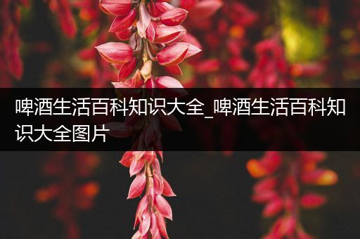 啤酒生活百科知识大全_啤酒生活百科知识大全图片