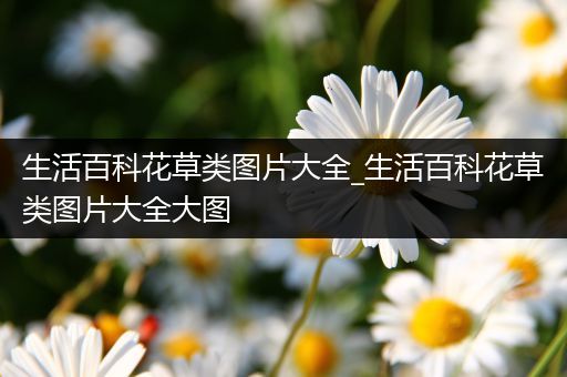 生活百科花草类图片大全_生活百科花草类图片大全大图