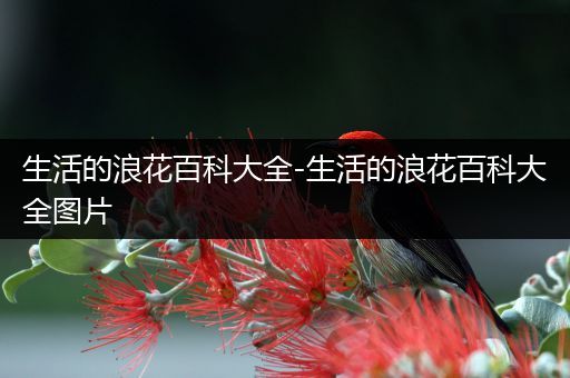 生活的浪花百科大全-生活的浪花百科大全图片