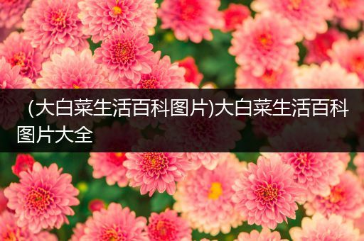 （大白菜生活百科图片)大白菜生活百科图片大全