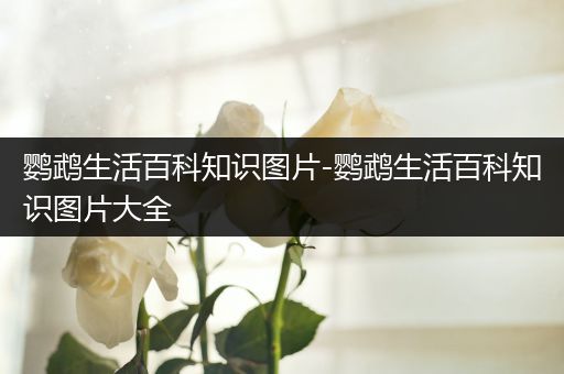 鹦鹉生活百科知识图片-鹦鹉生活百科知识图片大全