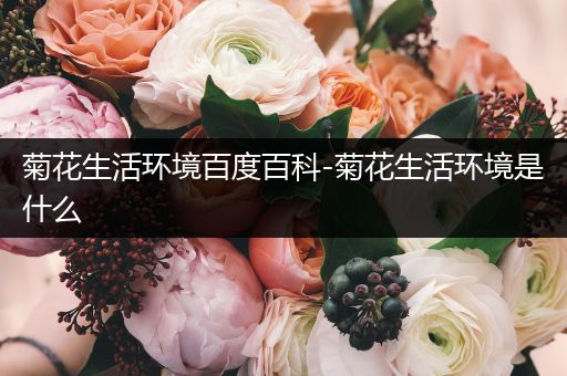 菊花生活环境百度百科-菊花生活环境是什么