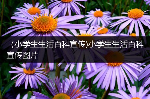 （小学生生活百科宣传)小学生生活百科宣传图片