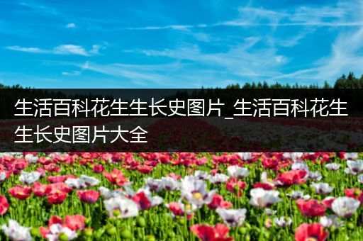 生活百科花生生长史图片_生活百科花生生长史图片大全