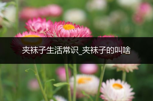 夹袜子生活常识_夹袜子的叫啥