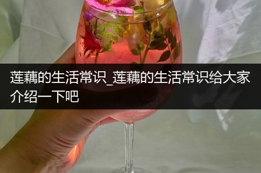 莲藕的生活常识_莲藕的生活常识给大家介绍一下吧