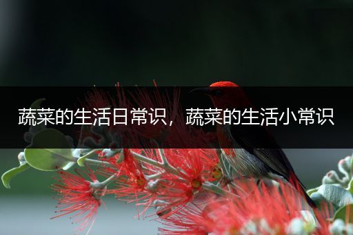 蔬菜的生活日常识，蔬菜的生活小常识
