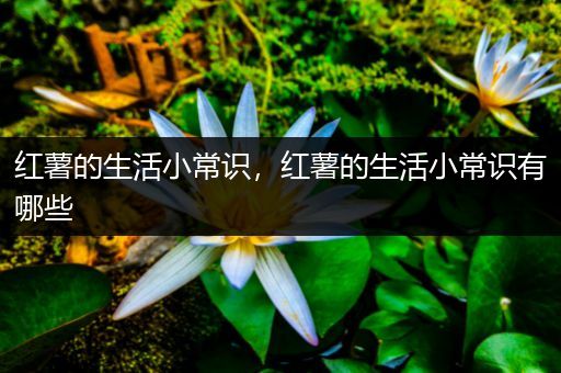 红薯的生活小常识，红薯的生活小常识有哪些