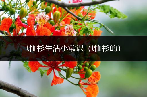 t恤衫生活小常识（t恤衫的）