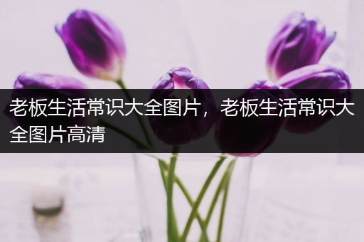 老板生活常识大全图片，老板生活常识大全图片高清